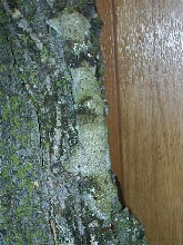 female mossy leaftail gecko close up