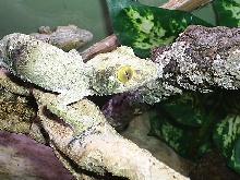 female mossy leaftail