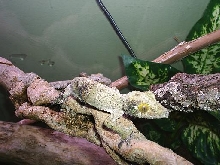 uroplatus sikorae
