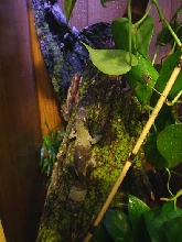 female mossy leaftail gecko