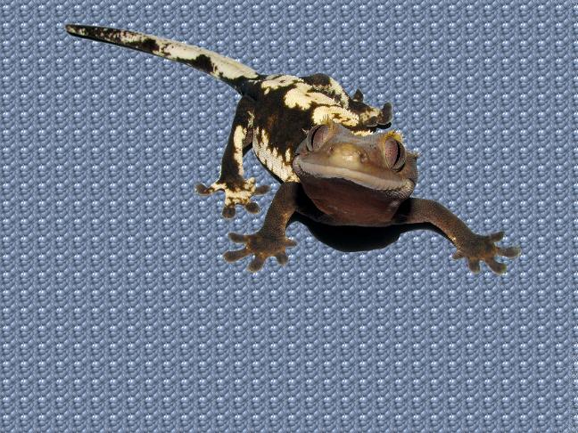 novo on texture