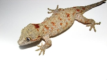 orange blotch gargoyle