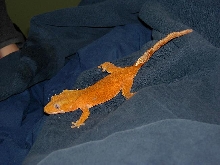 orange female crested gecko