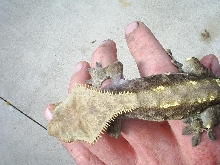 male crested large crests