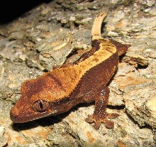 hatchling pinstripe2