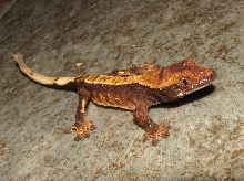 hatchling pinstripe1