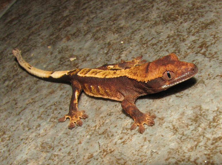 hatchling pinstripe1