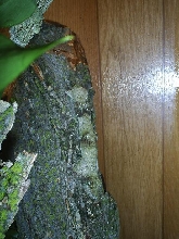 female mossy leaftail gedko