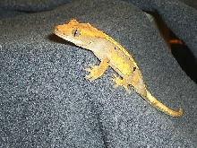 dalmation harley crested gecko