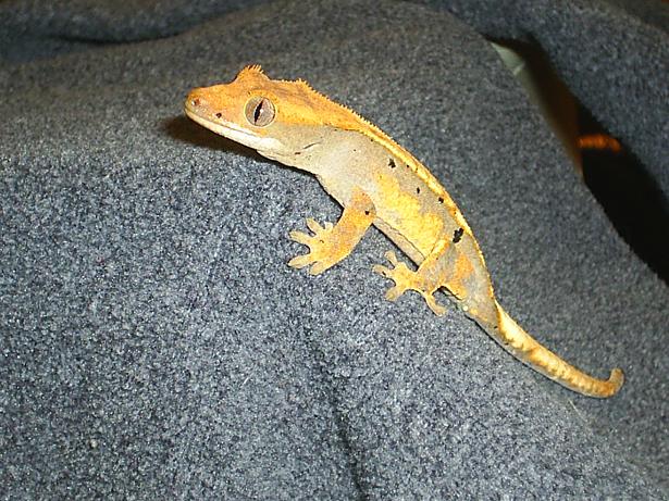 dalmation harley crested gecko