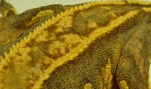 stripette scale detail