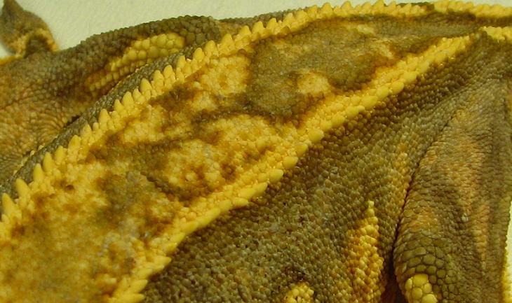 stripette scale detail