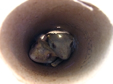 stripette and toulouse in the tube