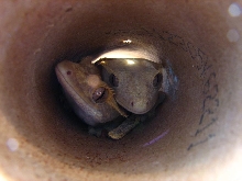 stripette and toulouse in the tube2