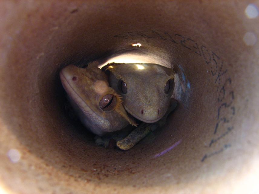 stripette and toulouse in the tube2