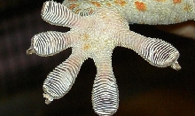 tokay gecko foot close up
