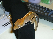 pinstriped ciliatus