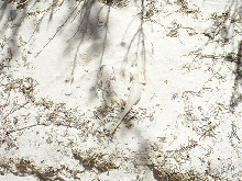 white phase earless lizard