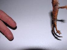 who threw the gecko?