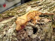 yellow tiger crested