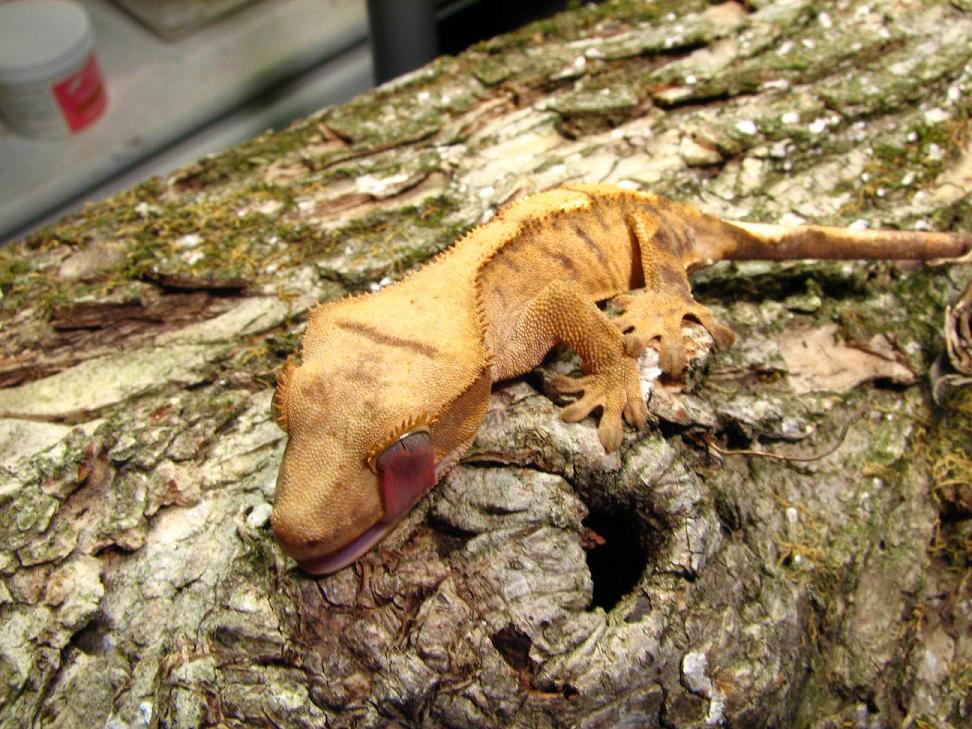 yellow tiger crested