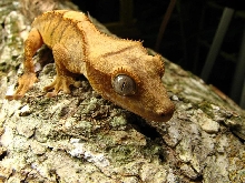 yellow tiger crested 2