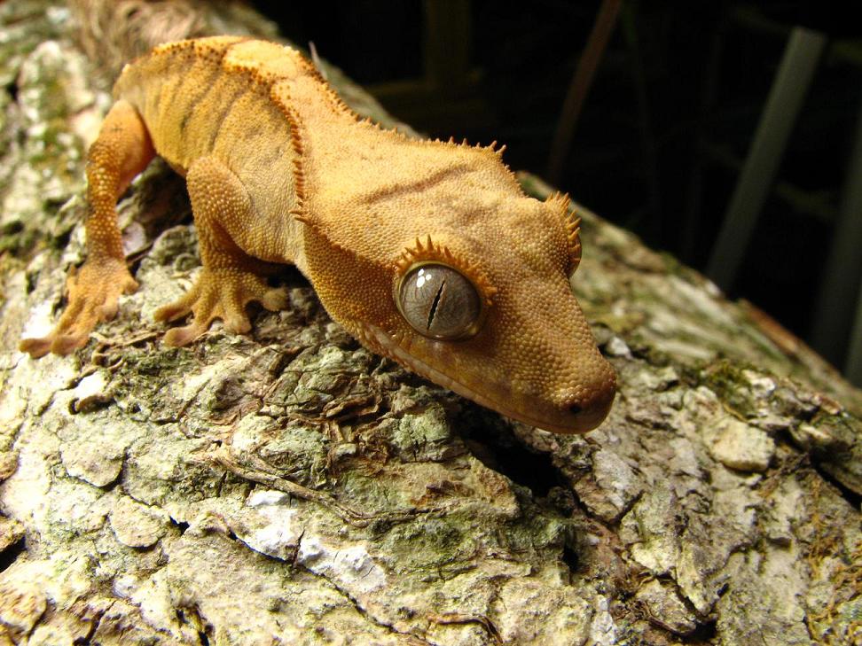 yellow tiger crested 2