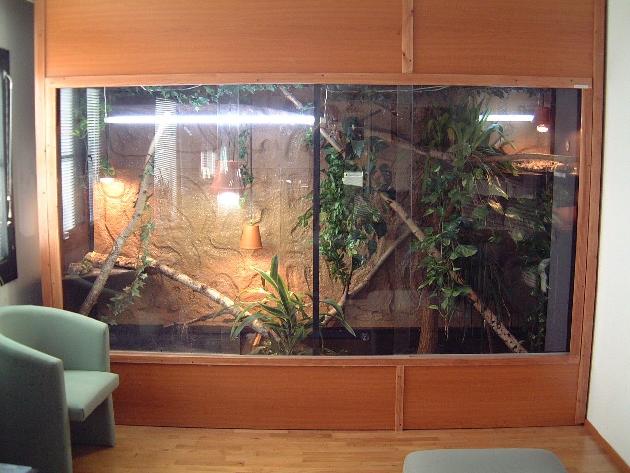 p.cocincinus_viv