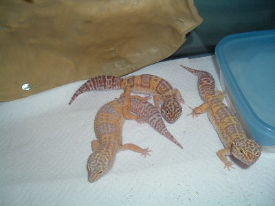 3girls