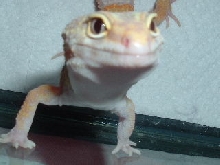 this is smiley