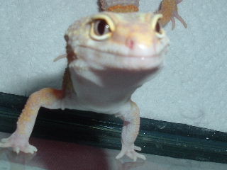 this is smiley