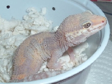newleo