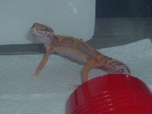 Slinky
