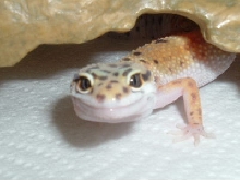 Spike#2