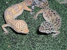 Squirt & Spike