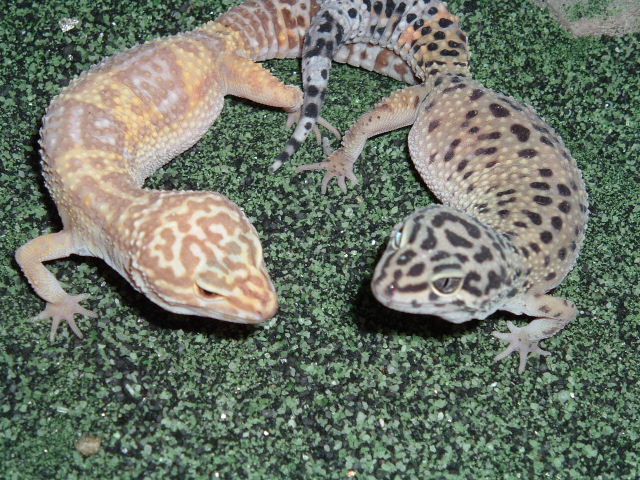 Squirt & Spike
