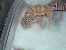 Sweetie