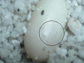 questionable egg
