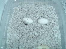 eggs