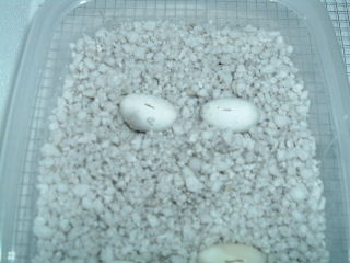 eggs