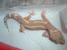 Our new leo