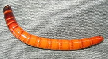 Anybody know what this is?
