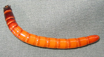 Anybody know what this is?
