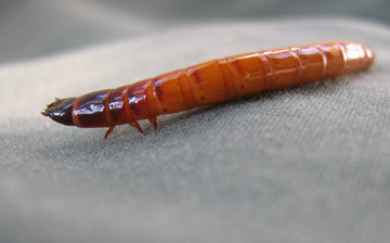 Side View same critter.