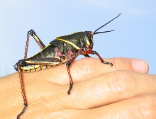 Eastern Lubber Grasshopper