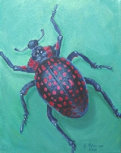 Eupholus
