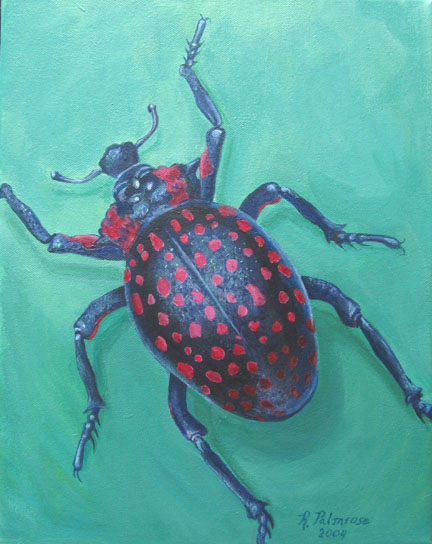 Eupholus
