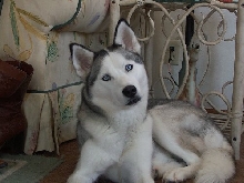 Clarice, 1 year