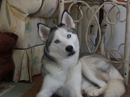 Clarice, 1 year