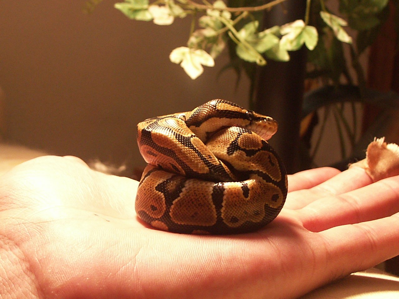 New guy